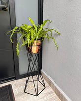 Base Cedro con Matero