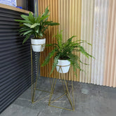 Set Amazonia con materos plasticos