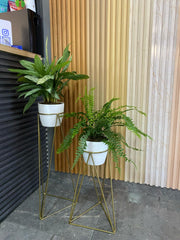 Set Amazonia con materos plasticos