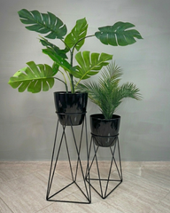 Set Amazonia con Materos Grandes