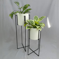 Set Reina con Cilindros Plasticos