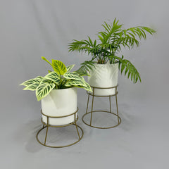 Soportes Ross con Cilindro de Plastico