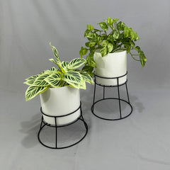 Soportes Ross con Cilindro de Plastico