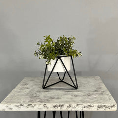 Mini Amazonia con Cilindro de Pestaña