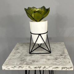 Mini Amazonia con Matero Orquidea