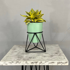 Mini Amazonia con Matero Orquidea