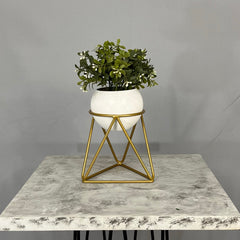 Mini Amazonia con mini Esfera