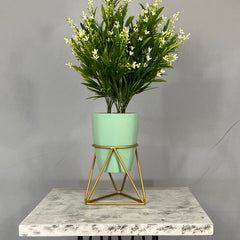 Mini Amazonia con Matero Orquidea