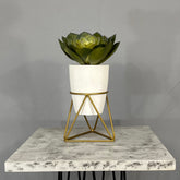 Mini Amazonia con Matero Orquidea