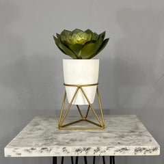 Mini Amazonia con Matero Orquidea