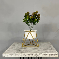 Mini Amazonia con Cilindro de Pestaña