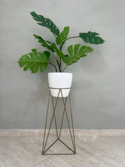 Base Amazonia con Matero grande