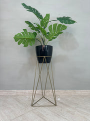 Base Amazonia con Matero grande