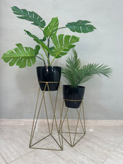 Set Amazonia con Materos Grandes