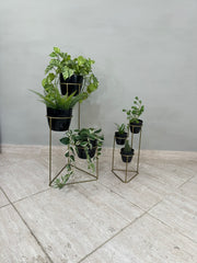 Onix con Materos Plasticos