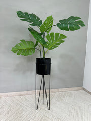 Base Californita con Cilindro