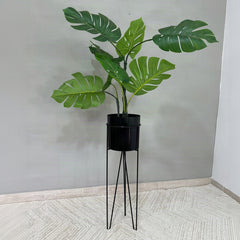Base Californita con Cilindro
