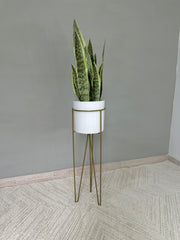 Base Californita con Cilindro