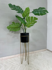 Base Californita con Cilindro