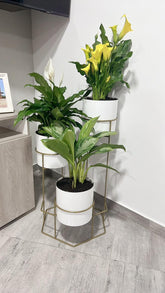 Padreperla de Cilindro con Cilindros Plasticos