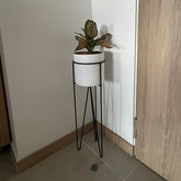 Base Californita con Cilindro