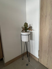 Base Californita con Cilindro