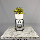 Mini Agata con Matero Orquidea