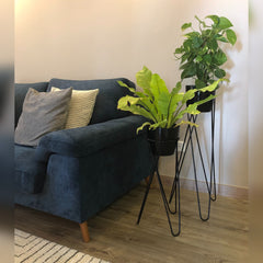 Set Cornalina con Materos Plasticos