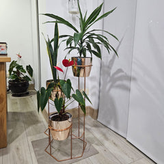 Padreperla con Materos Plasticos Metalizados