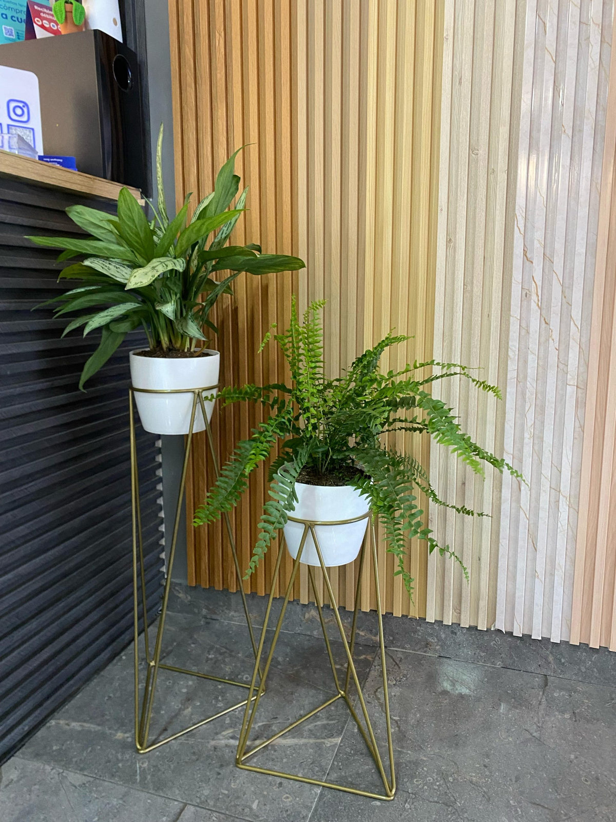 Set Amazonia con materos plasticos
