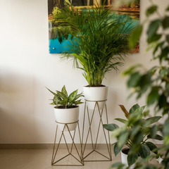 Set Amazonia con Materos Grandes