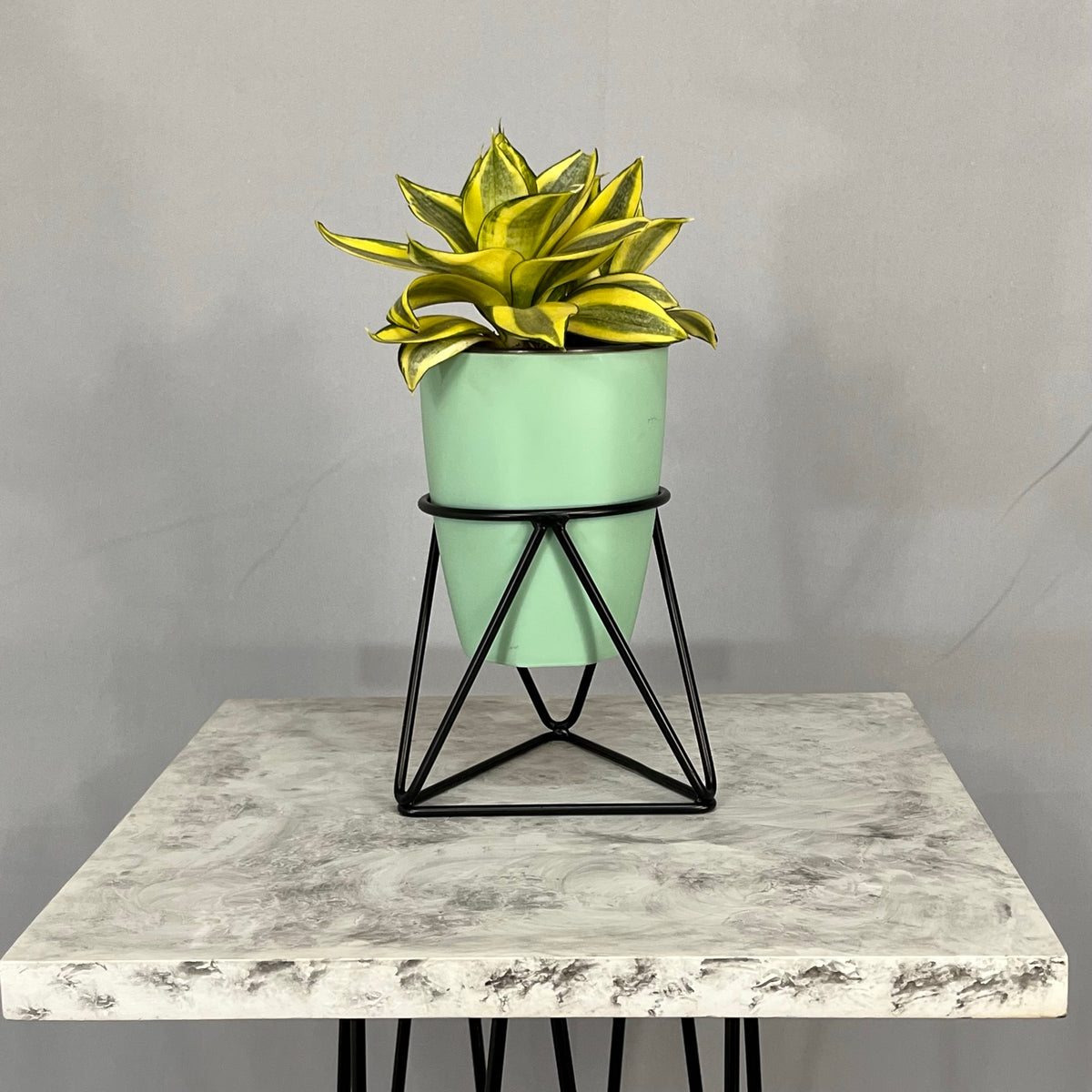 Mini Amazonia con Matero Orquidea