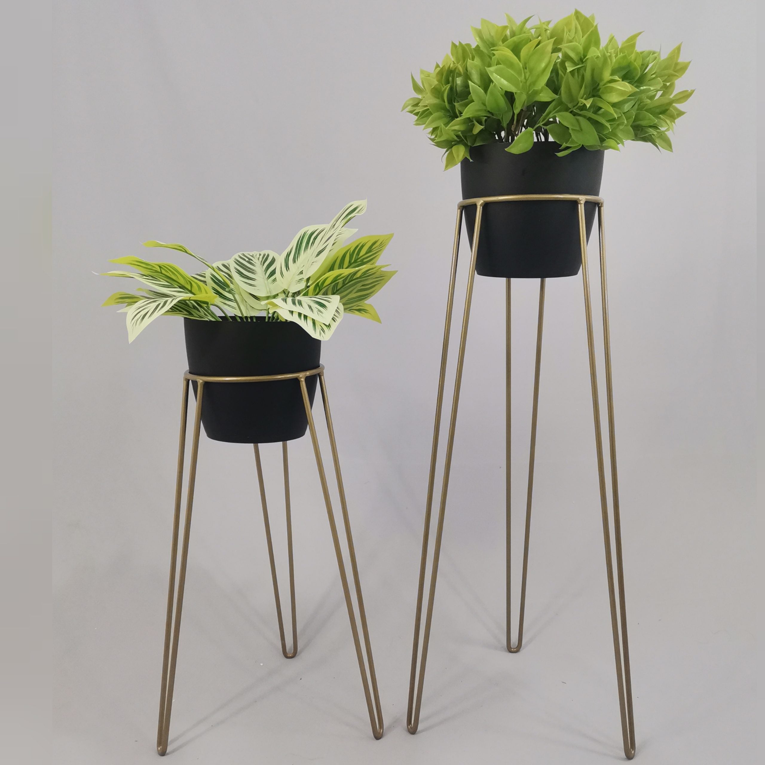 Set Amatista con Materos Plasticos