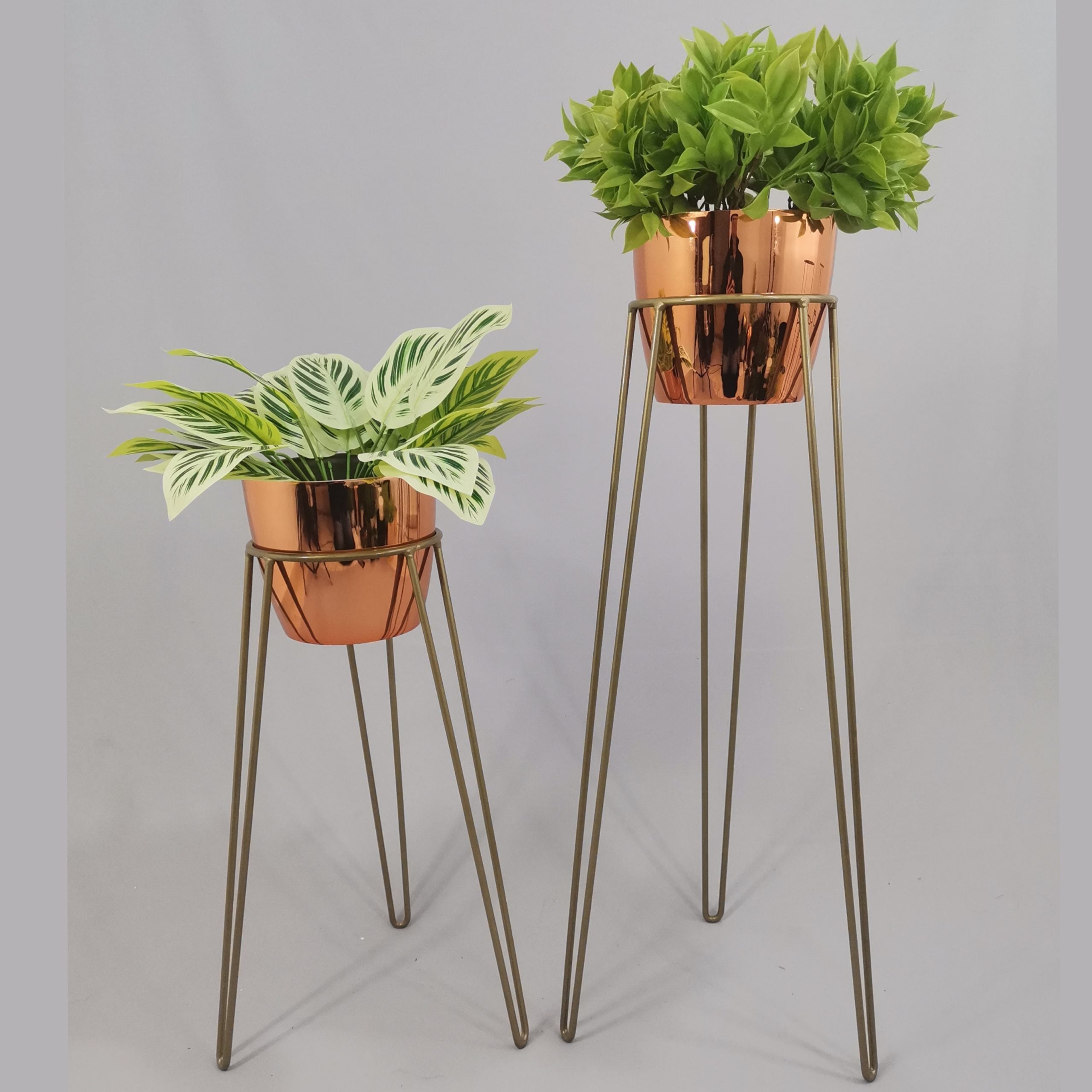 Set Amatista con Materos Plasticos