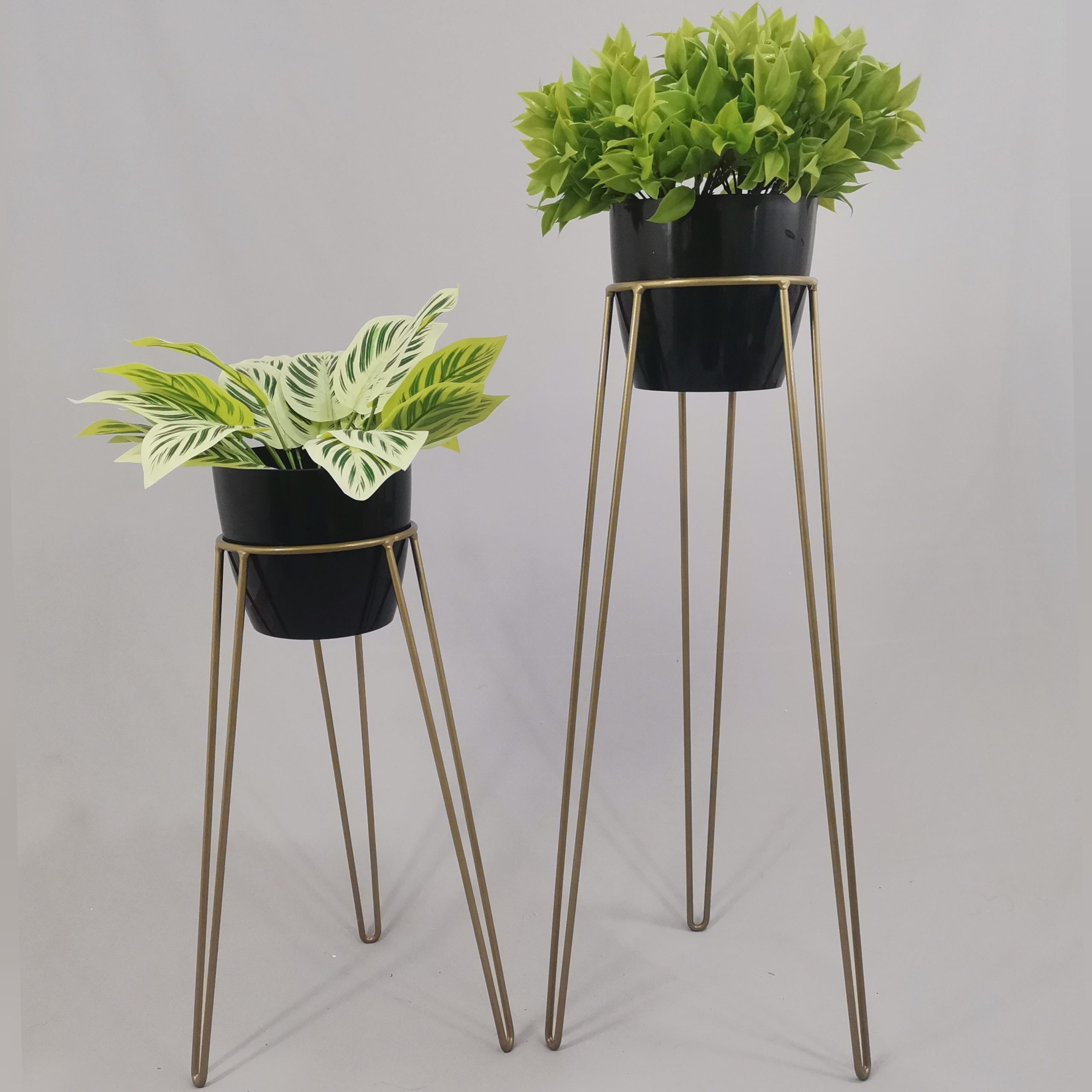 Set Amatista con Materos Plasticos