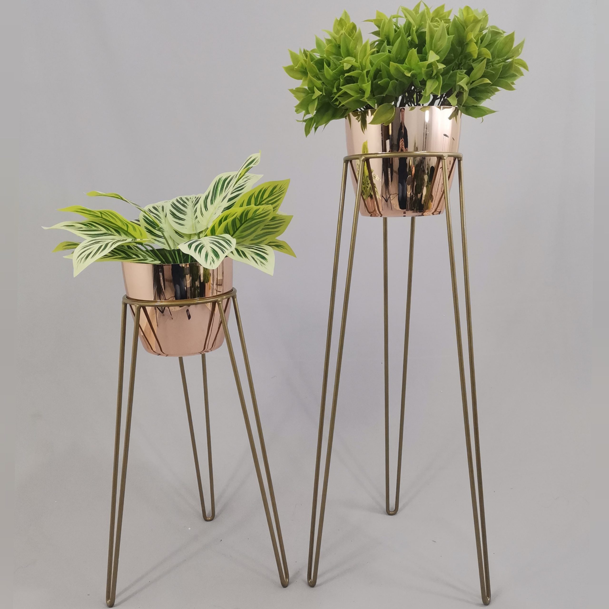 Set Amatista con Materos Plasticos