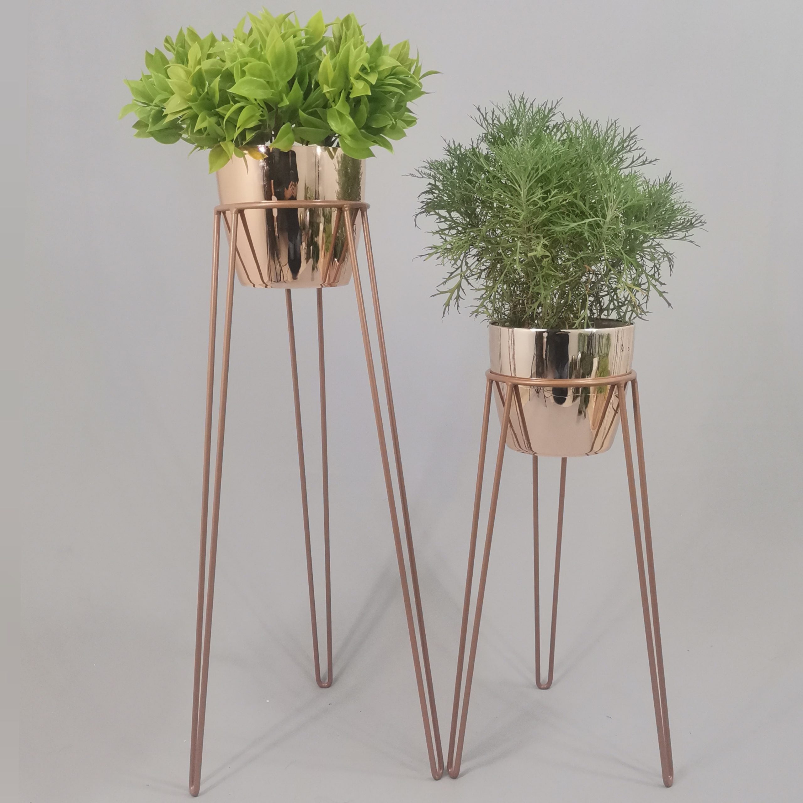 Set Amatista con Materos Plasticos