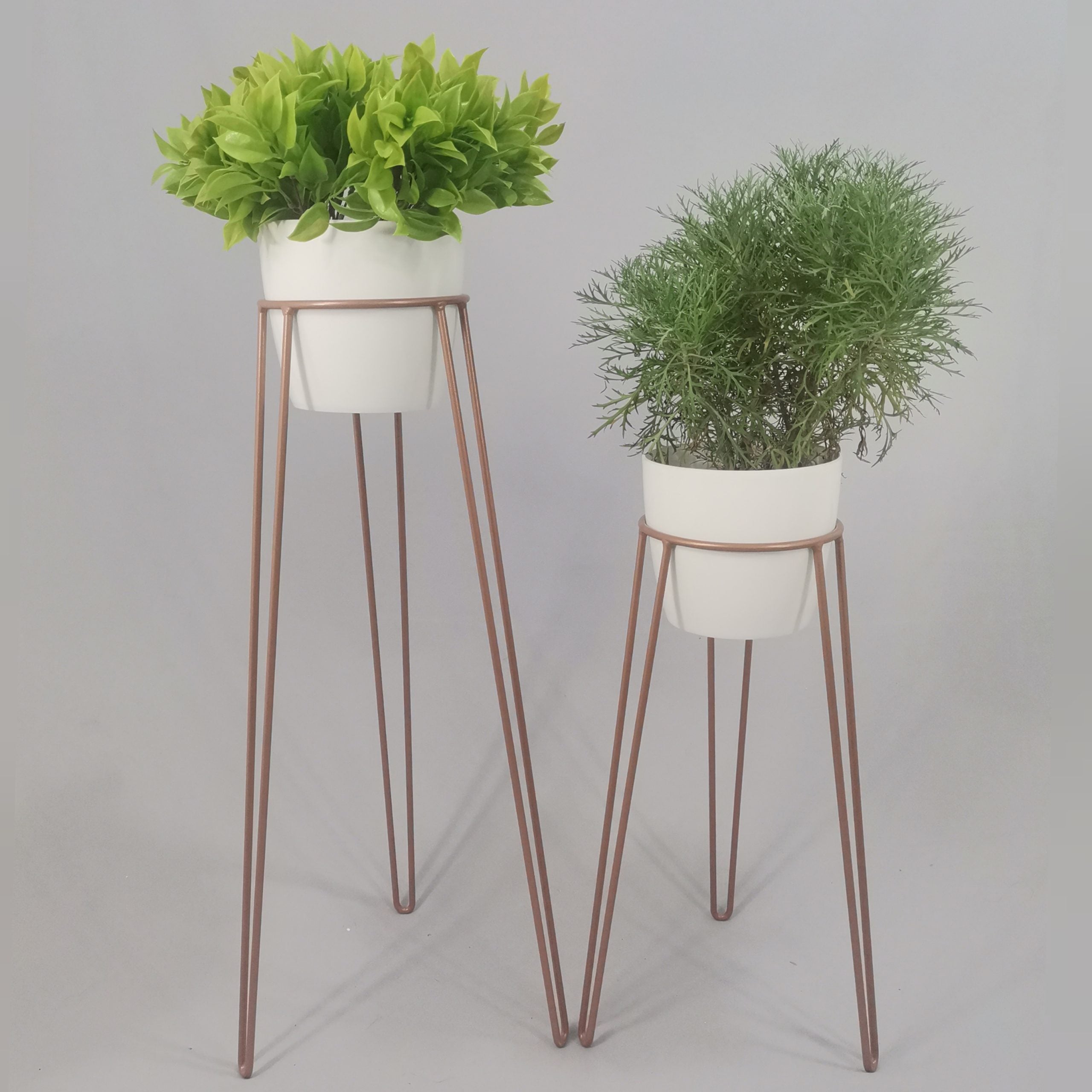 Set Amatista con Materos Plasticos