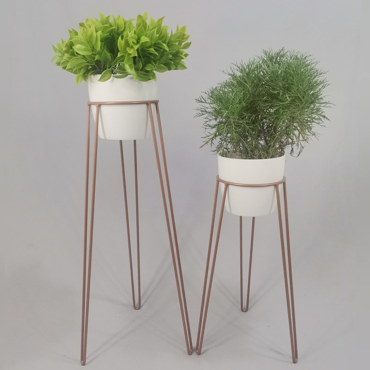Set Amatista con Materos Plasticos