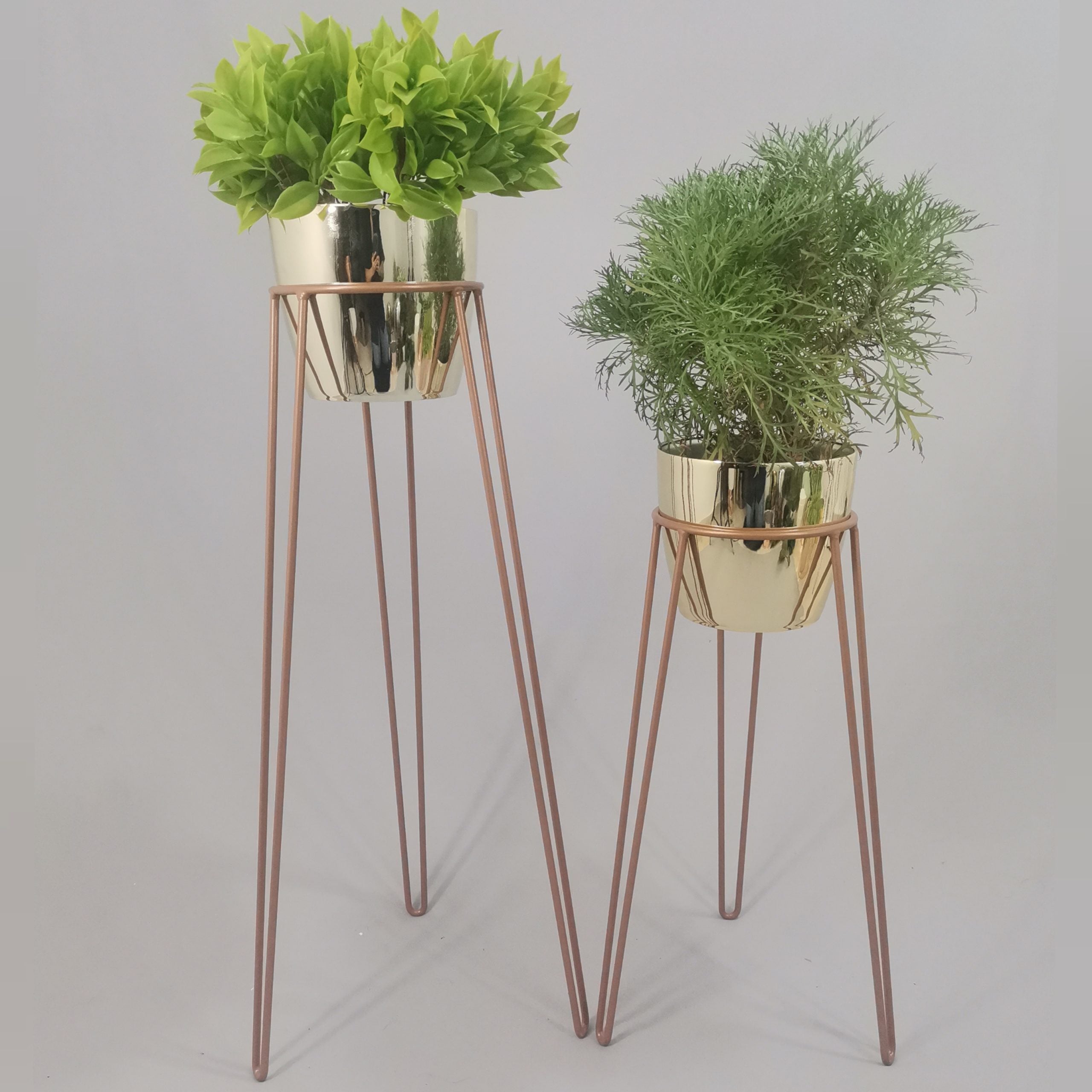 Set Amatista con Materos Plasticos