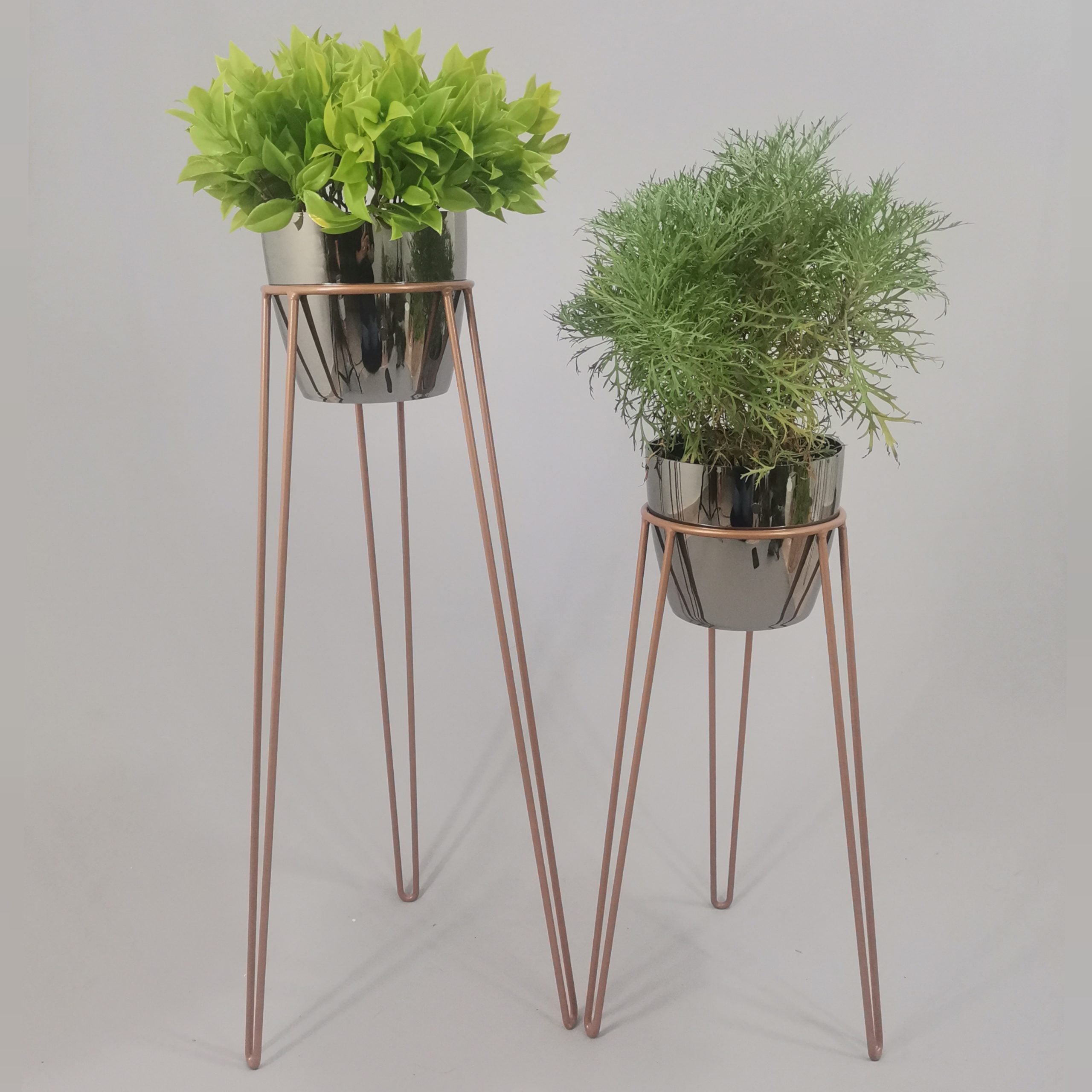 Set Amatista con Materos Plasticos