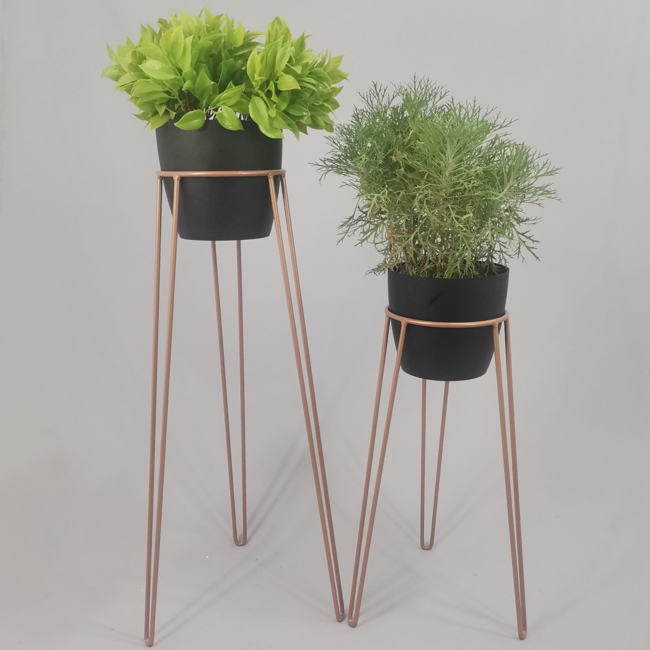 Set Amatista con Materos Plasticos