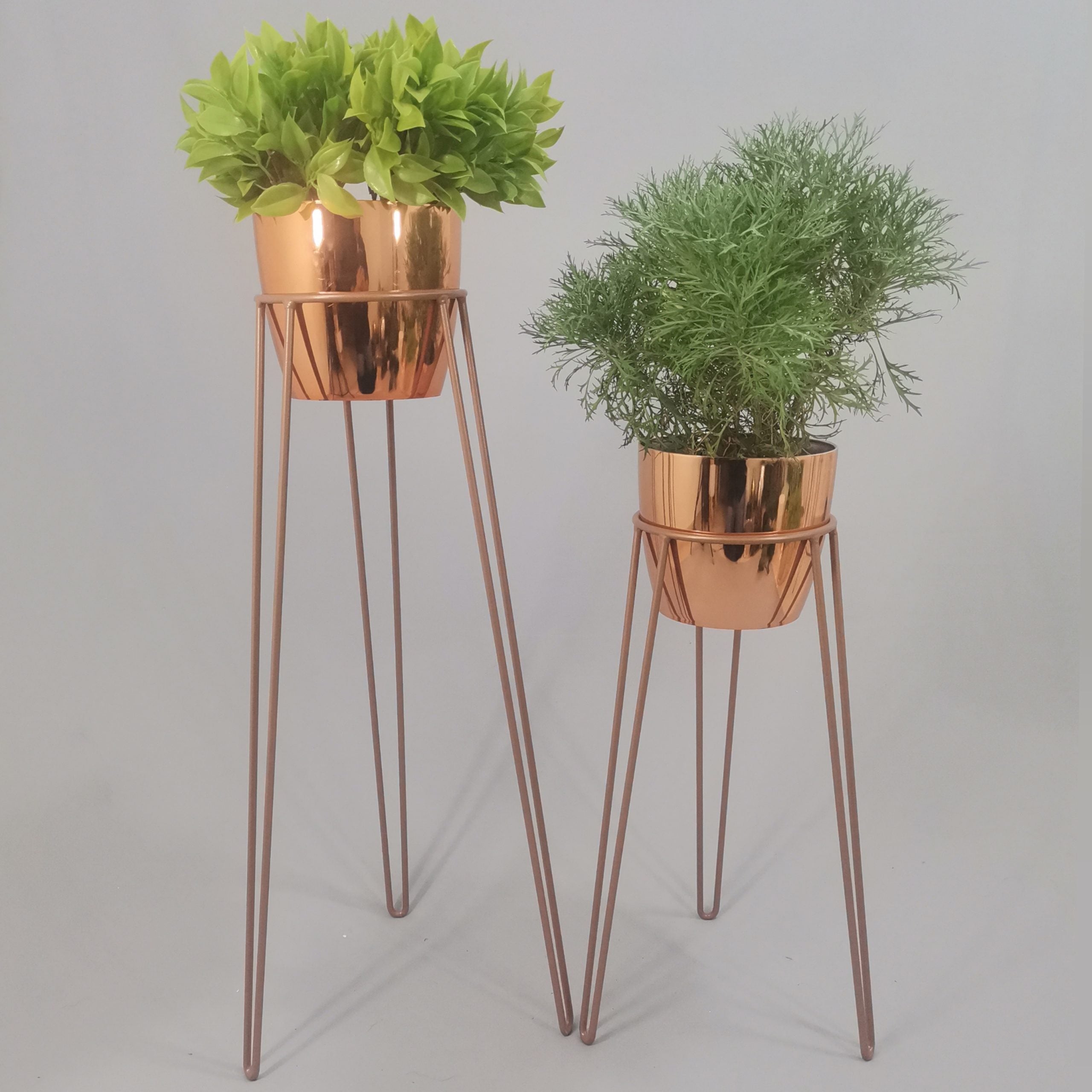 Set Amatista con Materos Plasticos