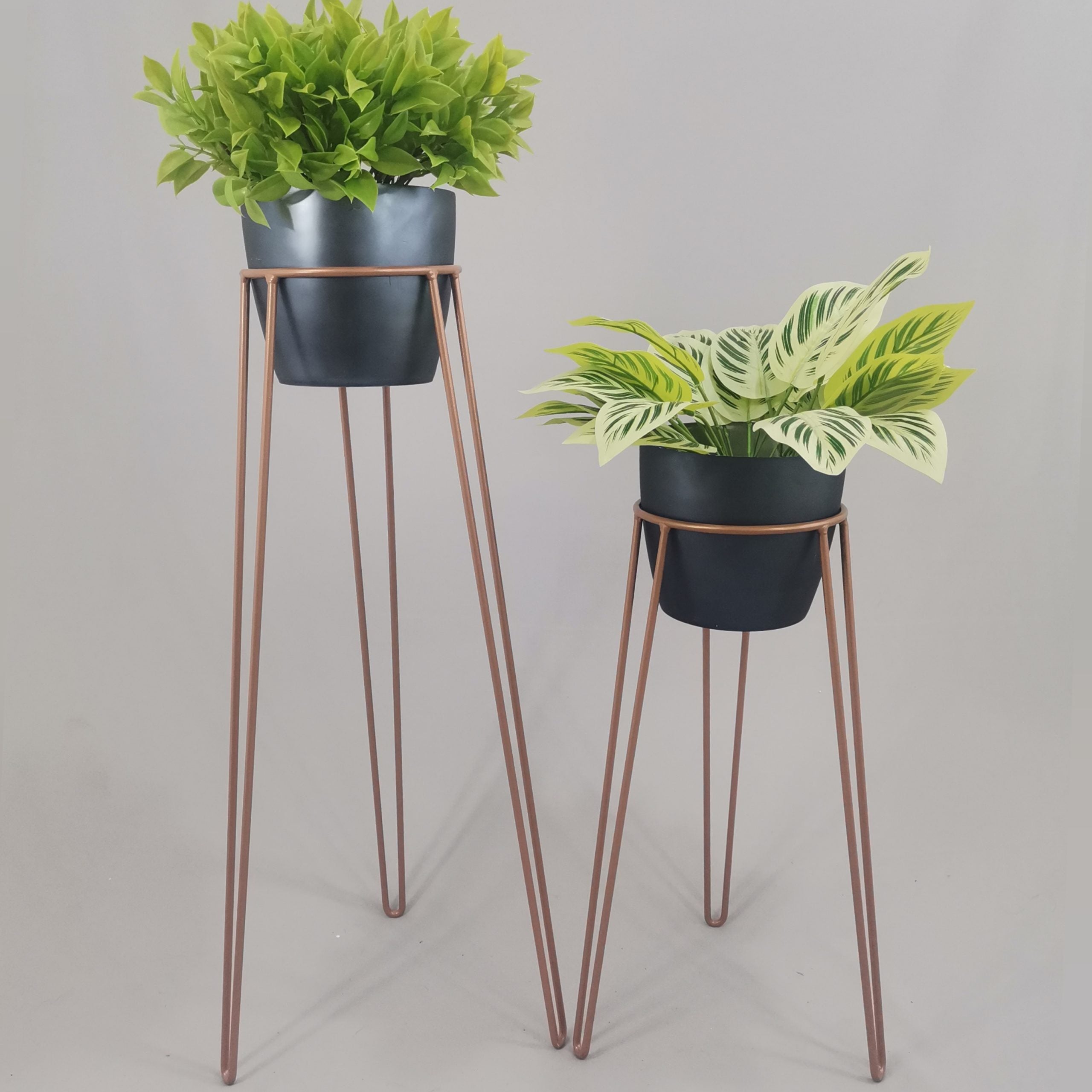 Set Amatista con Materos Plasticos