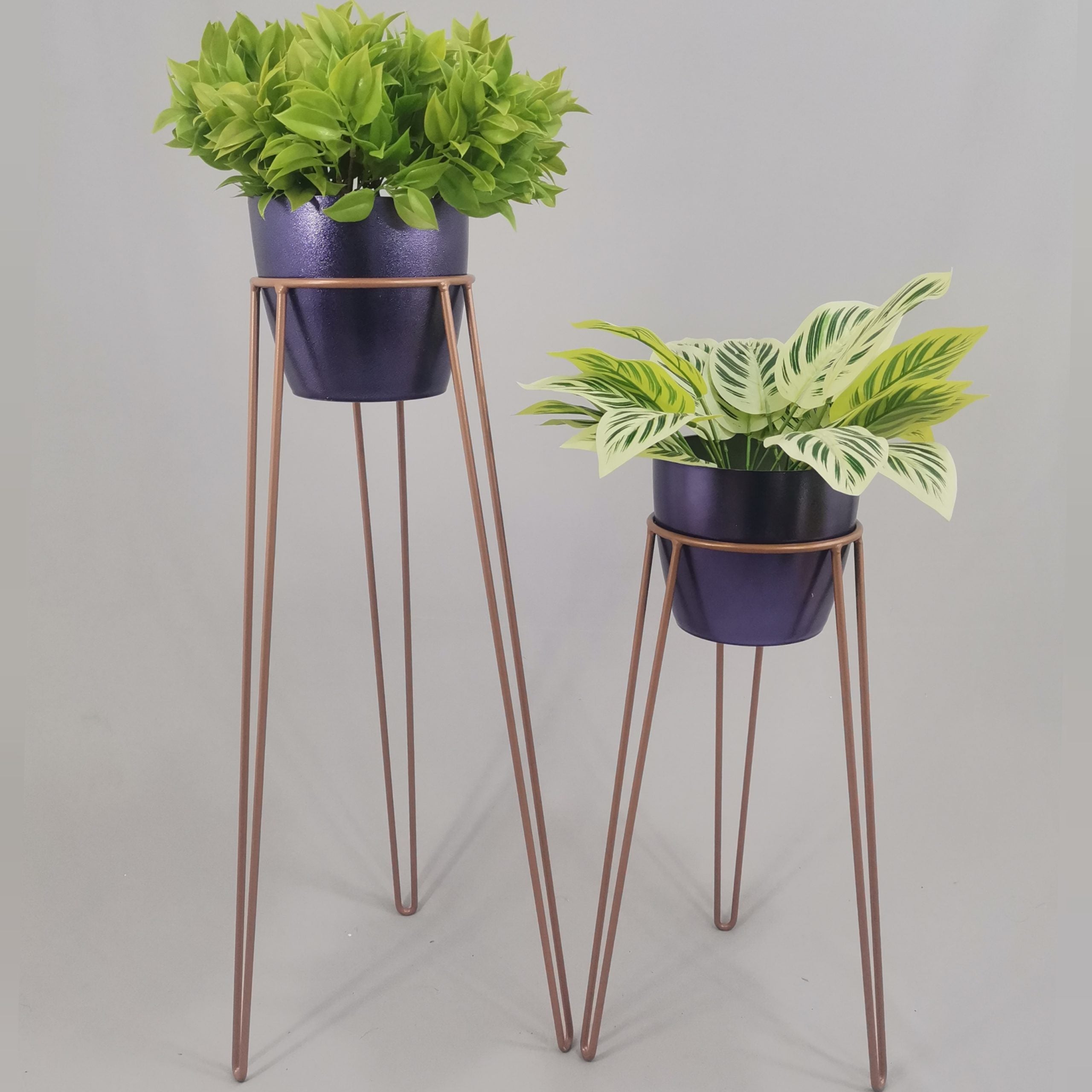Set Amatista con Materos Plasticos