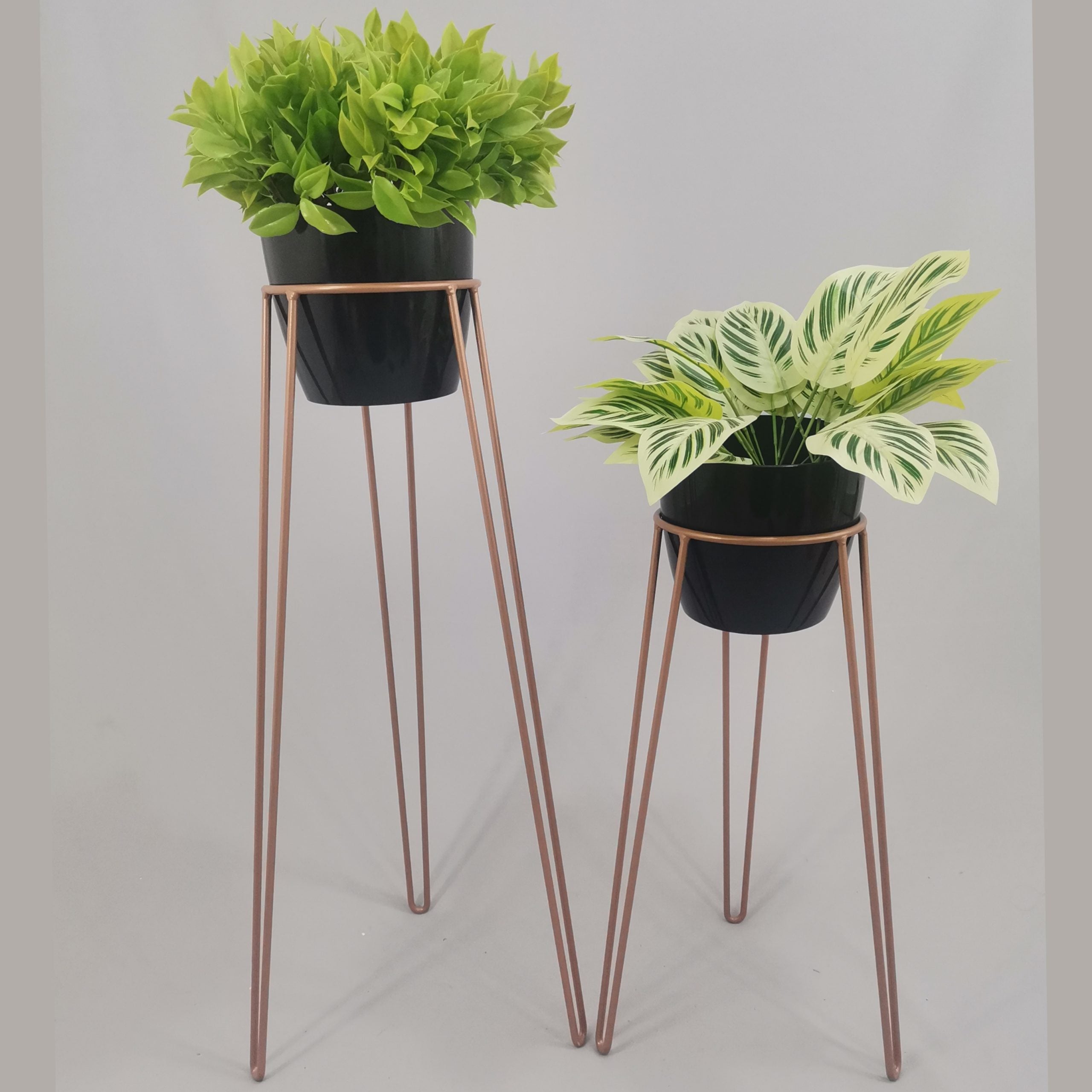 Set Amatista con Materos Plasticos